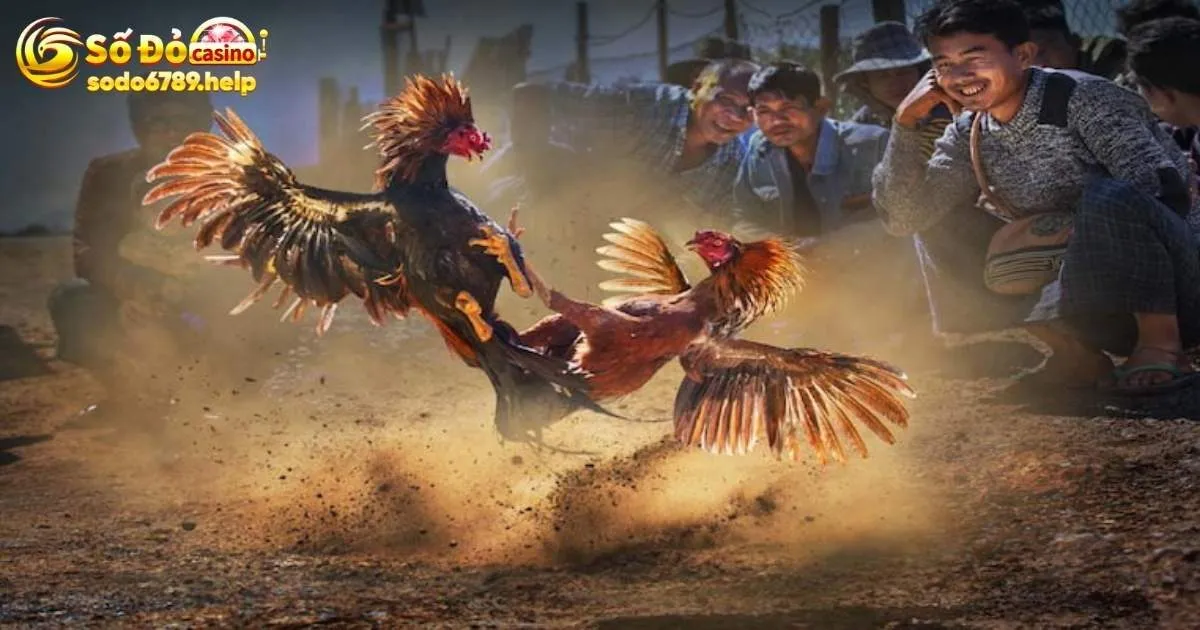 Đá gà trực tiếp